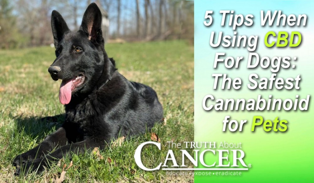 5 Tips When Using CBD For Dogs: The Safest Cannabinoid for Pets